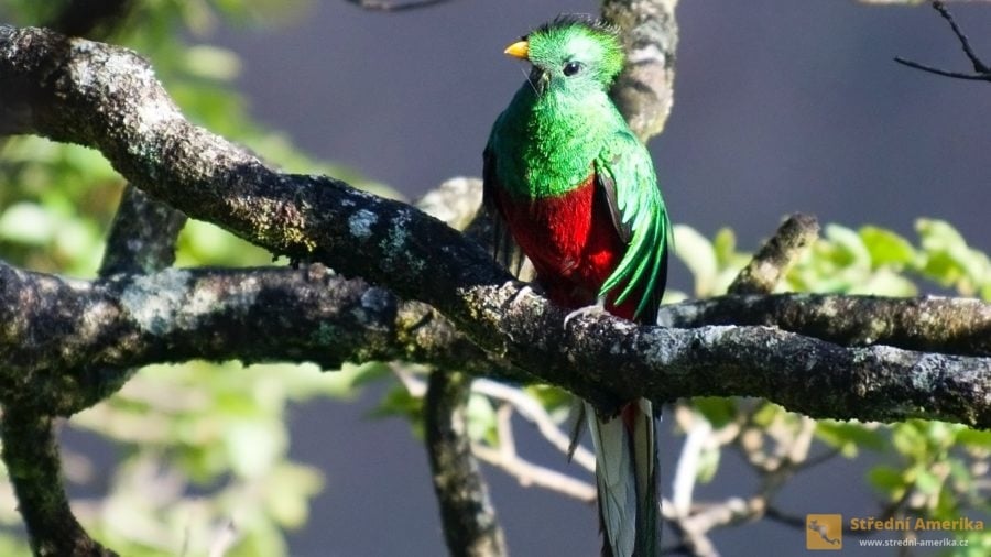 Kvesal chocholatý (lat. Pharomachrus mocinno, šp. Quetzal Centroamericano, angl. Magnificent Quetzal). Foto: pixabay.com