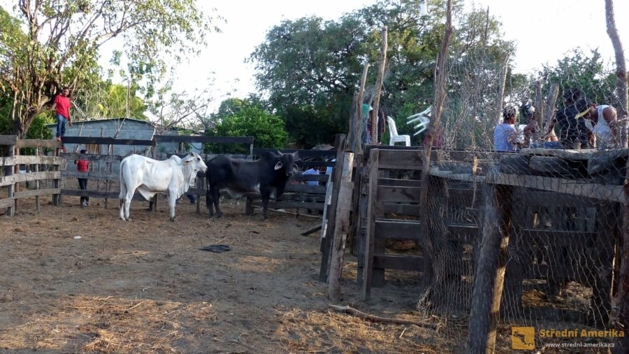 Ometepe: Corrida de Toros na Ometepe, depo s býky