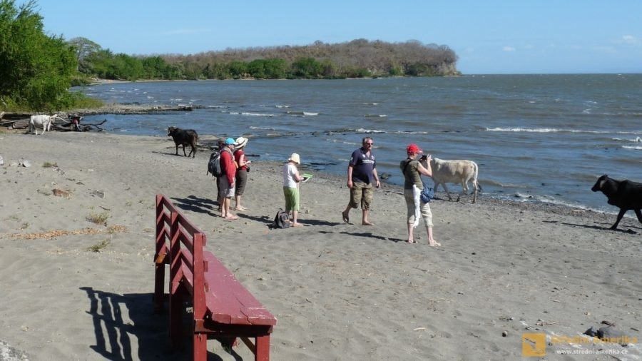 Ometepe: Volně procházející dobytek neutekl majiteli, jen se šel napít k jezeru.