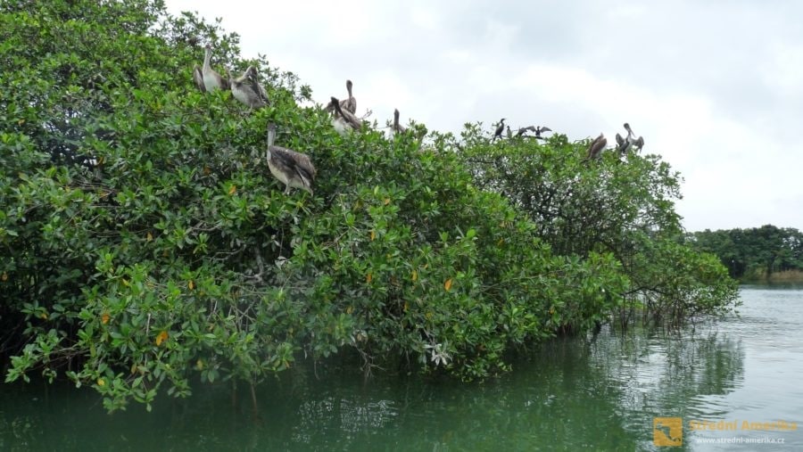 Národní park Rio Dulce, ptačí kolonie.